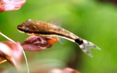 Macrospilus affinis/vitattus - Otocinclus (Dwergalgeneter), Dieren en Toebehoren, Vissen | Aquariumvissen, Zoetwatervis, Vis