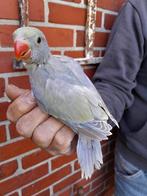 Halsband parkietje, Mannelijk, Parkiet, Geringd