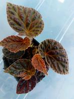 Begonia darthvaderiana dracopelta, Ophalen of Verzenden, Overige soorten, Minder dan 100 cm