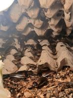 Veel Dubia kakkerlakken Voedseldieren reptiel amfibie, Ophalen, Nieuw, Overige typen