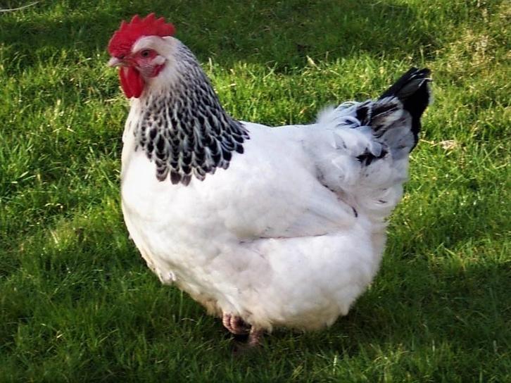 Sussex Columbia | Goede leggers | Gezonde kippen, Dieren en Toebehoren, Pluimvee, Kip, Meerdere dieren