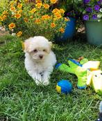 Leuke boomer pups te koop!, Overige rassen, CDV (hondenziekte), 8 tot 15 weken, Meerdere