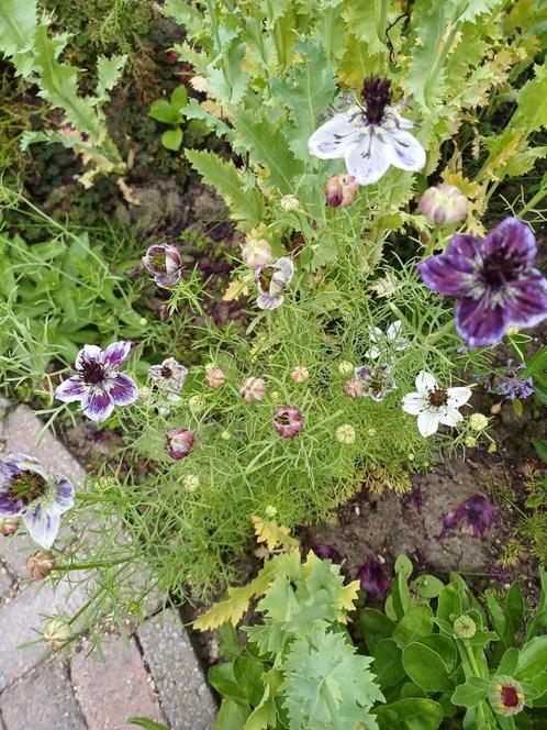 Nigella Delftsblauw mix, Tuin en Terras, Bloembollen en Zaden, Zaad, Voorjaar, Volle zon, Ophalen of Verzenden