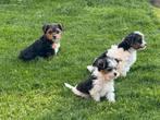 Biewer York pupjes, Dieren en Toebehoren, Honden | Jack Russells en Terriërs, Yorkshire Terriër, België, CDV (hondenziekte), 8 tot 15 weken