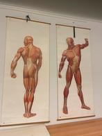 Poster van de spieren v/h menselijk lichaam (met wat patina), Ophalen of Verzenden, Natuur en Biologie