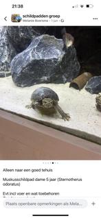 Muskus schildpad dame ookwel Sternotherus odoratus, Dieren en Toebehoren, Schildpad, 3 tot 6 jaar