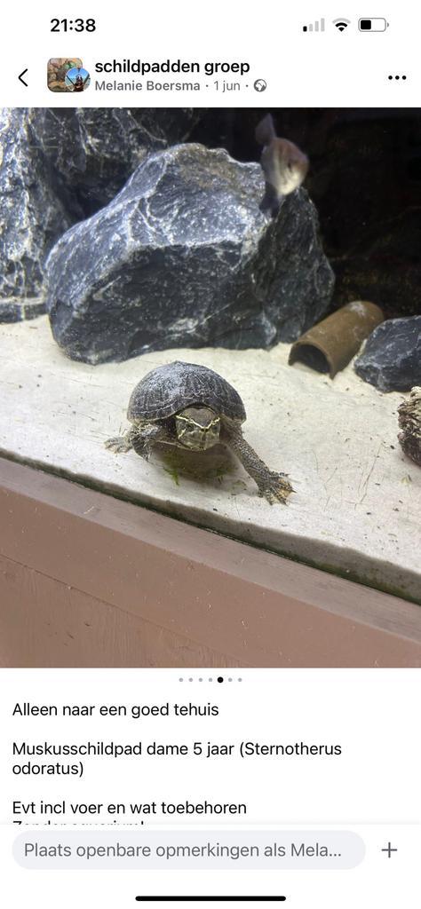 Muskus schildpad dame ookwel Sternotherus odoratus, Dieren en Toebehoren, Reptielen en Amfibieën, Schildpad, 3 tot 6 jaar
