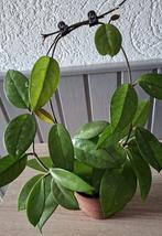 Hoya Plant, Huis en Inrichting, Ophalen, Overige soorten, Minder dan 100 cm