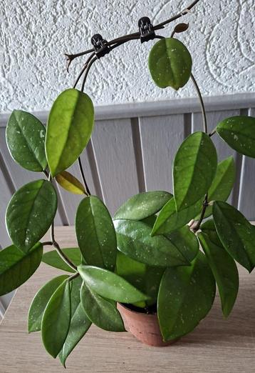 Hoya Plant beschikbaar voor biedingen