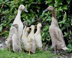 Broedeieren van Indische loopeenden, Dieren en Toebehoren, Pluimvee, Eend, Geslacht onbekend