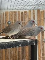Diamantduifjes, Dieren en Toebehoren, Vogels | Overige Vogels, Meerdere dieren, Tropenvogel, Geringd