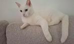 Poes khao manee., Dieren en Toebehoren, Poes, Gechipt, 0 tot 2 jaar