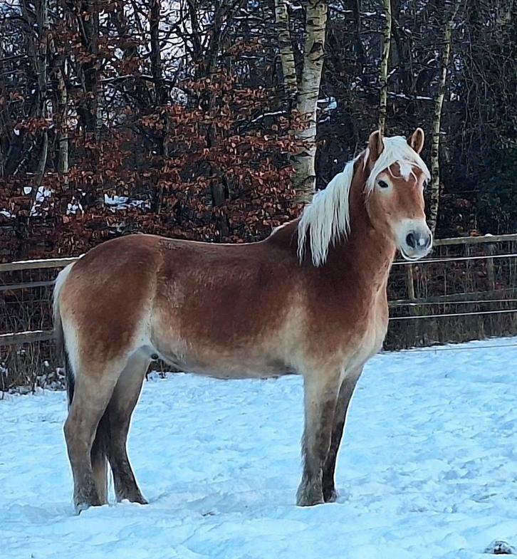 Super lieve Haflinger 5,5 jaar, Dieren en Toebehoren, Pony's, Ruin, Onbeleerd, E pony (1.48m - 1.57m), 3 tot 6 jaar, Met stamboom