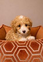 Toy poedel puppy 1 reutje beschikbaar, Dieren en Toebehoren, Honden | Chihuahua's en Gezelschapshonden, Poedel, Parvo, Nederland