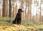 Dobermann, Dieren en Toebehoren, Honden | Bulldogs, Pinschers en Molossers, Particulier, Rabiës (hondsdolheid), 15 weken tot 1 jaar