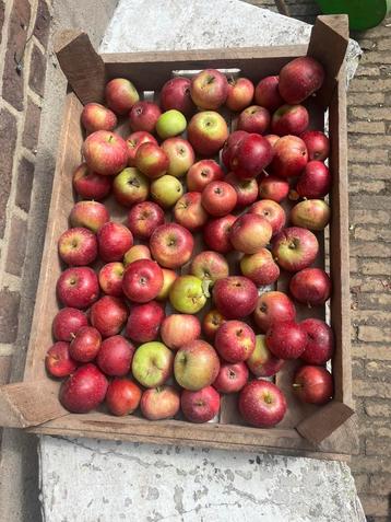 (Deel) van de dagoogst Sterappeltjes af te halen! beschikbaar voor biedingen
