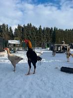 Mooie Shamo’s tarwekleur beschikbaar, Dieren en Toebehoren, Pluimvee, Meerdere dieren, Kip