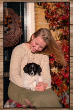 Schattige friese stabij x kooiker pups zoeken baasjes, Dieren en Toebehoren, Overige rassen, 8 tot 15 weken, CDV (hondenziekte)