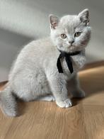 Britse korthaar kittens met uitstekende stamboom, Dieren en Toebehoren, Katten en Kittens | Raskatten | Korthaar, Meerdere dieren