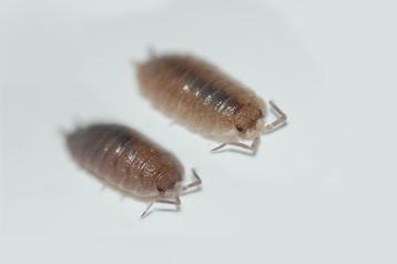 Porcellio sp. "Guadalest" beschikbaar voor biedingen