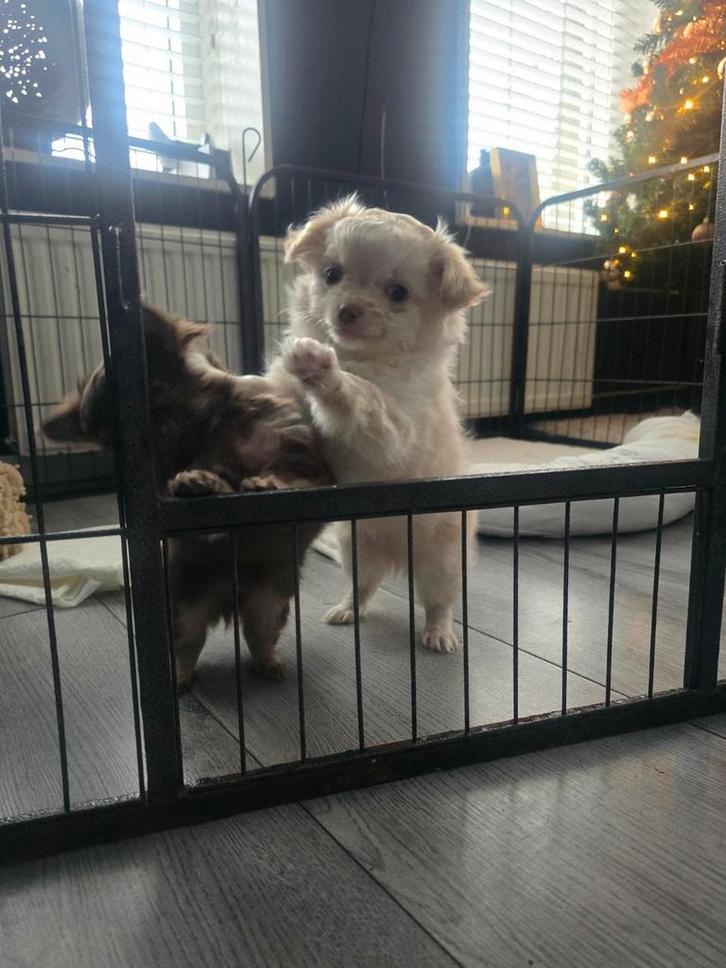 Schattige witte chihuahua reu te koop., Dieren en Toebehoren, Honden | Chihuahua's en Gezelschapshonden, Reu, Chihuahua, Particulier