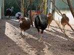 Diverse fazanten, Dieren en Toebehoren, Pluimvee, Meerdere dieren, Overige soorten