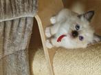 heilige birmaan kater prijs, Dieren en Toebehoren, Katten en Kittens | Raskatten | Langhaar, Meerdere dieren, Gechipt