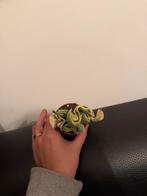 Hoya Compacta Variegata, Ophalen of Verzenden, Halfschaduw, Minder dan 100 cm