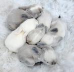 Minilop x Ned Hangoor Dwerg NHD konijn/konijntjes blauwoog, Meerdere dieren, Dwerg, 0 tot 2 jaar, Hangoor