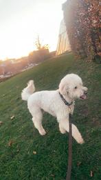 HONDEN UITLATESTER AANGEBODEN!, Ophalen, Honden