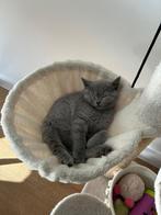 Britse korthaar kittens, Meerdere dieren, Ontwormd