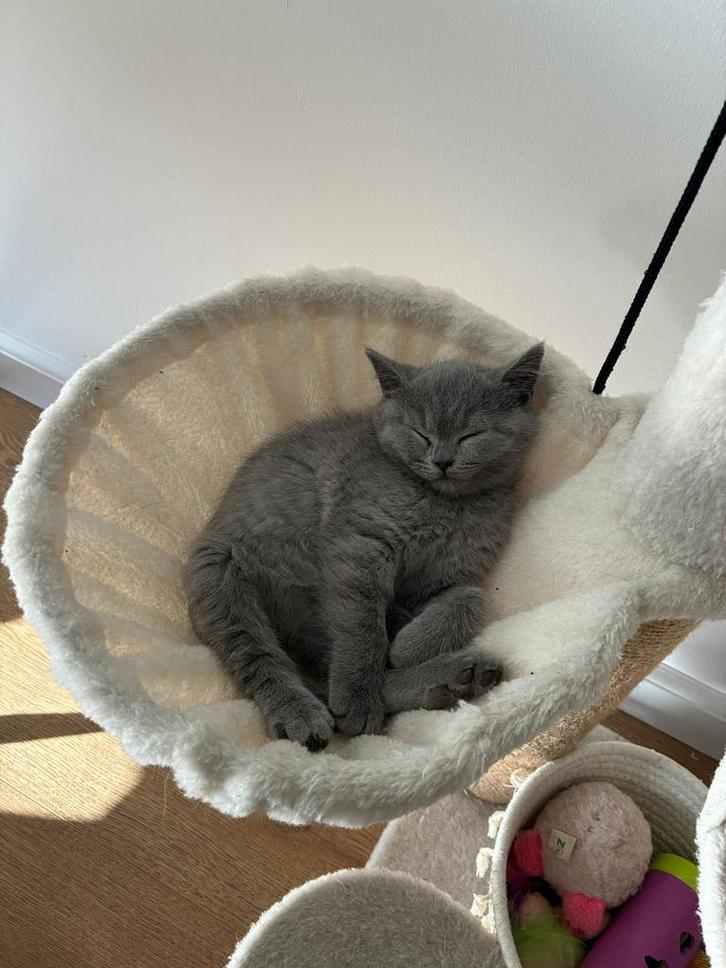 Britse korthaar kittens, Dieren en Toebehoren, Katten en Kittens | Raskatten | Korthaar, Meerdere dieren, Ontwormd