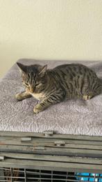 Kater 1 jaar gecatreerd en gechipt, Dieren en Toebehoren, Katten en Kittens | Raskatten | Korthaar, Kater, Gechipt