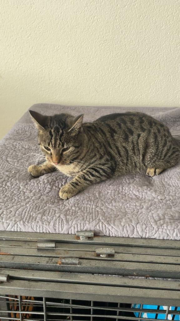 Kater 1 jaar gecatreerd en gechipt, Dieren en Toebehoren, Katten en Kittens | Raskatten | Korthaar, Kater, Gechipt