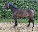 Super bewegende 3 jarige New Forest merrie, Dieren en Toebehoren, Pony's, Merrie, Dressuurpony, 3 tot 6 jaar, Onbeleerd