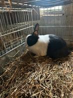 Prachtig Zwart bont hollander konijn., Vrouwelijk, Dwerg