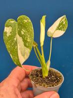 Monstera Thai Constellation p6 (1), Ophalen of Verzenden, Halfschaduw, Minder dan 100 cm