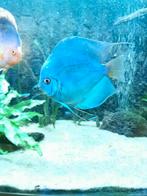 Stendker discus vis, Dieren en Toebehoren, Vissen | Aquariumvissen, Zoetwatervis, Schoolvis, Vis