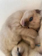 Ragdoll kittens, Dieren en Toebehoren, Katten en Kittens | Raskatten | Langhaar, Meerdere dieren, Ontwormd