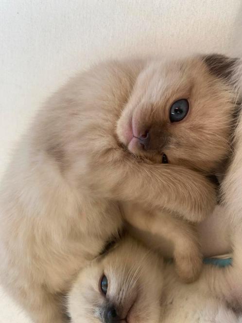 Ragdoll kittens, Dieren en Toebehoren, Katten en Kittens | Raskatten | Langhaar, Meerdere dieren, Ontwormd
