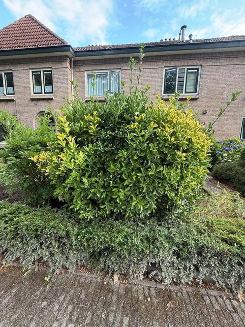 Planten gratis ophalen, Tuin en Terras, Planten | Tuinplanten, Vaste plant, Overige soorten, Halfschaduw, Zomer, Ophalen