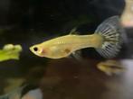 Guppen 4 stuks *MET SPOED*, Dieren en Toebehoren, Vis