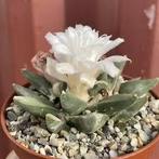 Cactus Ariocarpus Retusus potmaat 8,5 cm, Ophalen of Verzenden, Minder dan 100 cm, Bloeiende kamerplant, Volle zon