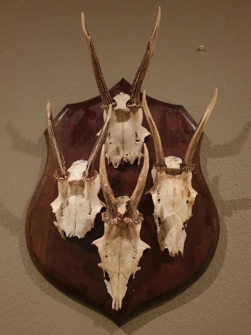 Ree bok trofee. Geweitjes schedels rariteitenkabinet hert, Verzamelen, Dierenverzamelingen, Gebruikt, Gewei of Kop, Hert, Ophalen of Verzenden