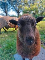 Oussant ooitje uit 2025, Dieren en Toebehoren, Schapen, Geiten en Varkens, Vrouwelijk, Schaap, 0 tot 2 jaar