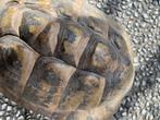 Griekse landschildpad, T.H.B man bieden vanaf 150,00 €, Dieren en Toebehoren, Reptielen en Amfibieën, 11 jaar of ouder, Schildpad