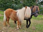 2 NSPS Shetlander mini merries, Dieren en Toebehoren, Pony's, Merrie, 0 tot 2 jaar, A pony (tot 1.17m), Onbeleerd