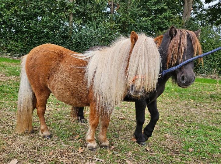 2 NSPS Shetlander mini merries, Dieren en Toebehoren, Pony's, Merrie, Onbeleerd, A pony (tot 1.17m), Recreatiepony, 0 tot 2 jaar