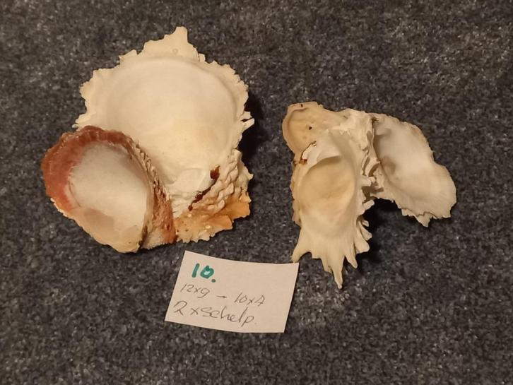 2 Mooie Chama `lazarus Schelpen. 12 x 9 _10 x 7 cm. div. kle, Verzamelen, Mineralen en Fossielen, Schelp(en), Ophalen