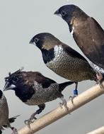 Molukse bronzeman kuif, Mannelijk